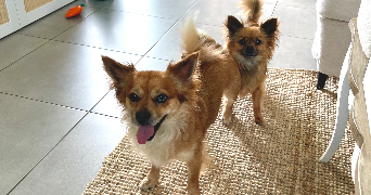 julie pet sitter à VANDOEUVRE LES NANCY 54500_4