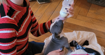 fleur pet sitter à LYON 01 69001_5