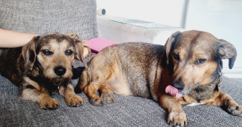 cyrielle pet sitter à SURESNES 92150_19