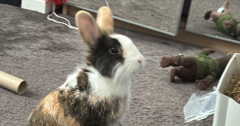ruben pet sitter à CERGY 95000_8