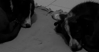 leya pet sitter à RIBERAC 24600