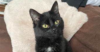 ambre pet sitter à PACY SUR EURE 27120_1