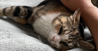 marion pet sitter à Cormeilles en Parisis 95240_1