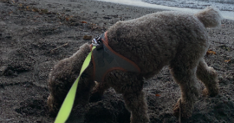 nicolas pet sitter à Clermont-Ferrand 63000_7