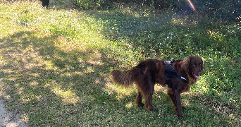 aurelie pet sitter à ST REVEREND 85220_3