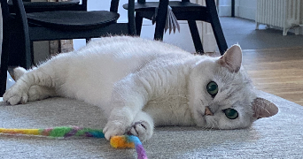 maud pet sitter à ST CYR L ECOLE 78210_5