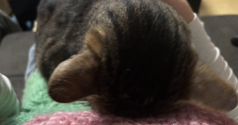 ysée pet sitter à PARIS 14 75014_3