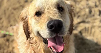 mélissa pet sitter à LA LANDE DE FRONSAC 33240