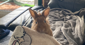océane pet sitter à NANTES 44300_1