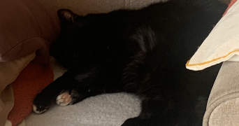 amandine pet sitter à Biard 86580_0