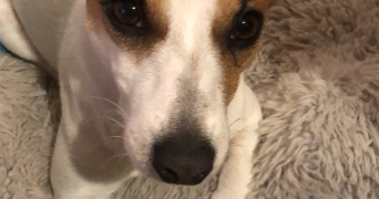 lilou pet sitter à Ostwald 67540_0