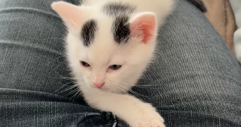 emma pet sitter à FLEURY LES AUBRAIS 45400_9