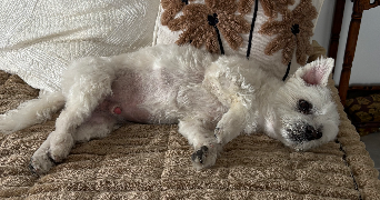 louane pet sitter à EYGUIERES 13430_4