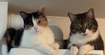 laurie pet sitter à LA ROQUETTE SUR VAR 06670_3