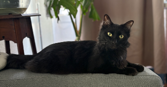 cyrielle pet sitter à PERPIGNAN 66000_1