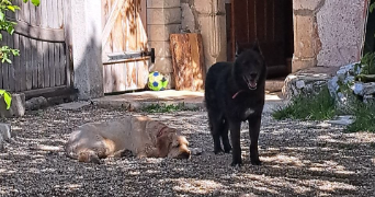 ana pet sitter à VALDEROURE 06750_1