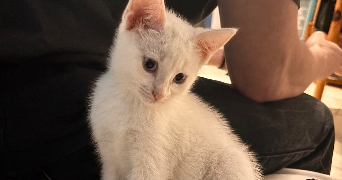 syrielle pet sitter à LOCHES 37600_3