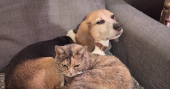 noémie  pet sitter à SAINT DIDIER 35220_1