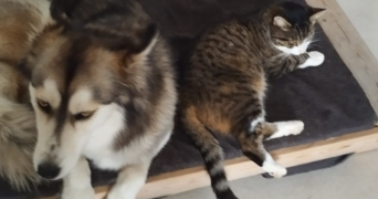cassilda pet sitter à MONTAIGU VENDEE 85600_1