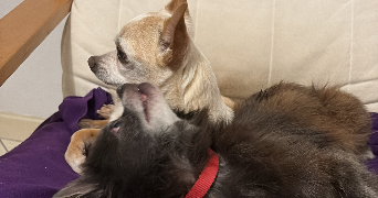 elycia pet sitter à CHAUMES EN BRIE 77390_0
