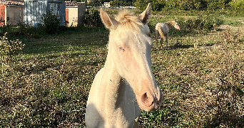 lise pet sitter à AIX EN PROVENCE 13090_1