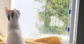 méli pet sitter à CHALLANS 85300_10