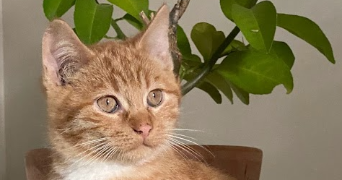 maëla pet sitter à BEGLES 33130_8
