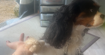 camille pet sitter à STRASBOURG 67000_1