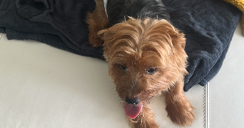 alexann pet sitter à LAON 02000_2