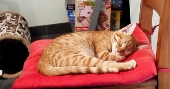manon pet sitter à NANCY 54000_3