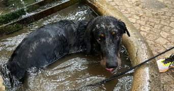 juliette pet sitter à Saint Priest 69800_1