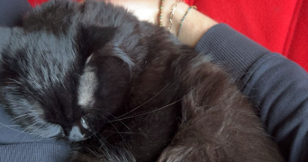lucie pet sitter à NANTERRE 92000_1