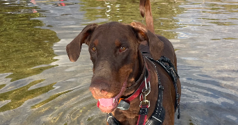 ambre pet sitter à MALAKOFF 92240_3