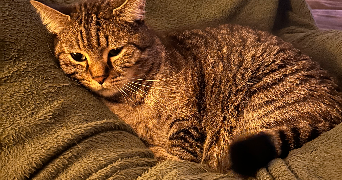 nicolas pet sitter à MAIZIERES LES METZ 57280_9