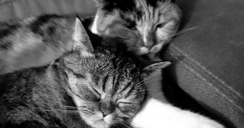 lolita pet sitter à MAZINGARBE 62670_2