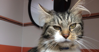oceane  pet sitter à PESSAC 33318_3