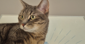 dalila pet sitter à NANTERRE 92000_8