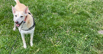 lena pet sitter à AMIENS 80000_5