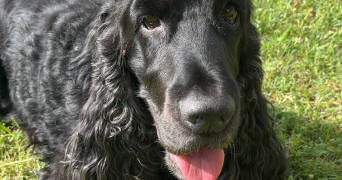 alison pet sitter à ST CYR 07430_7