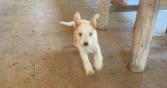 inès pet sitter à LYON 08 69008_2