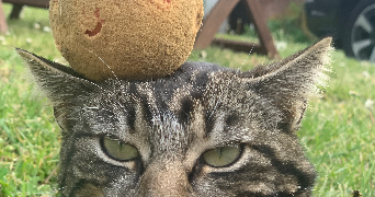 sarah pet sitter à MOLSHEIM 67120_3