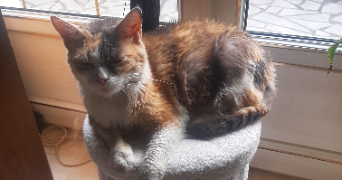 karine pet sitter à CHAMPIGNY SUR MARNE 94500_8