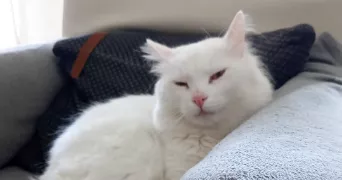 sabrine pet sitter à STRASBOURG 67200