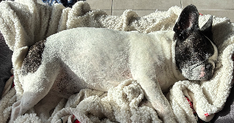 sophie pet sitter à NICE 06000_7