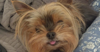 mignellie pet sitter à PAU 64000_2