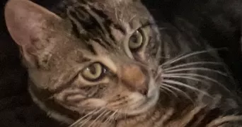 alyah pet sitter à CHAMPIGNY SUR MARNE 94500