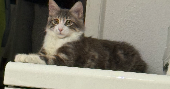 marion pet sitter à RIEDISHEIM 68400_2