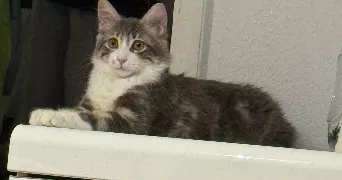 marion pet sitter à RIEDISHEIM 68400