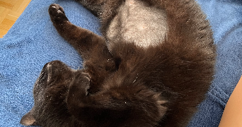 samanta pet sitter à Drancy 93700_7