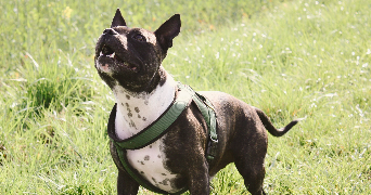 jennifer pet sitter à BREHAIN LA VILLE 54190_4